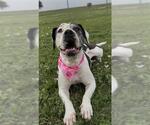 Small #1 American Bulldog