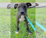 Small #4 Bulldog Mix