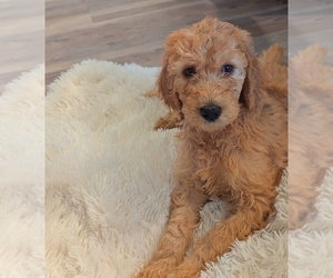 Poodle (Standard) Puppy for sale in CORPUS CHRISTI, TX, USA