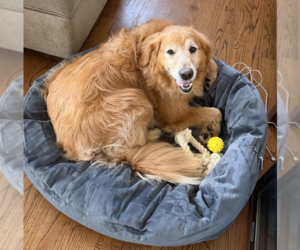 Mutt Dog for Adoption in Brooklyn, New York USA