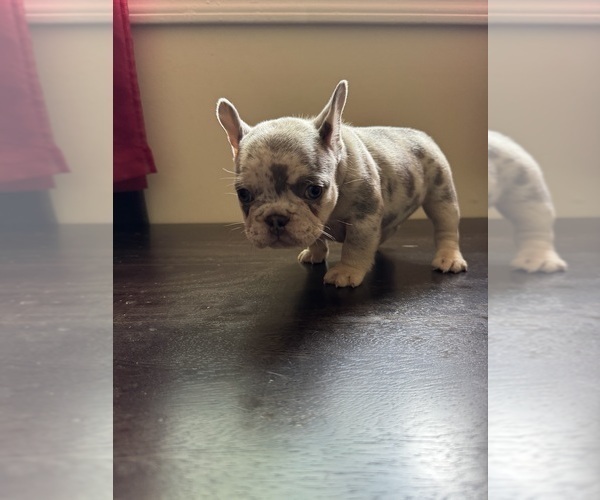 Medium Photo #3 French Bulldog Puppy For Sale in GREENVILLE, SC, USA