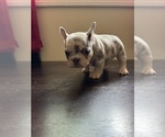Small Photo #3 French Bulldog Puppy For Sale in GREENVILLE, SC, USA