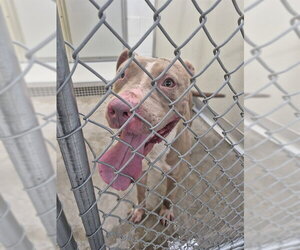 Mutt Dogs for adoption in Temple, TX, USA