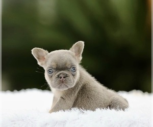 French Bulldog Puppy for sale in SAINT LOUIS, MO, USA