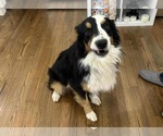 Small #2 Border Collie Mix