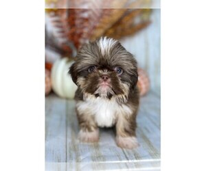 Shih Tzu Puppy for sale in LIBERTY, TX, USA