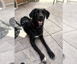 Small #1 Retriever  Mix