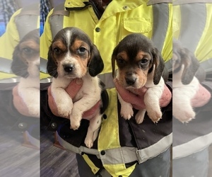 Beagle Puppy for sale in FAYETTEVILLE, OH, USA