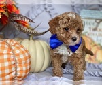 Small Photo #1 Poodle (Toy) Puppy For Sale in LANCASTER, PA, USA