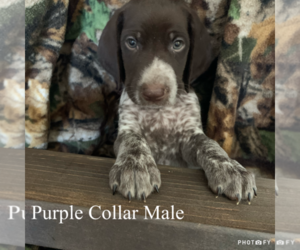 German Shorthaired Pointer Puppy for sale in BEAVERDAM, VA, USA