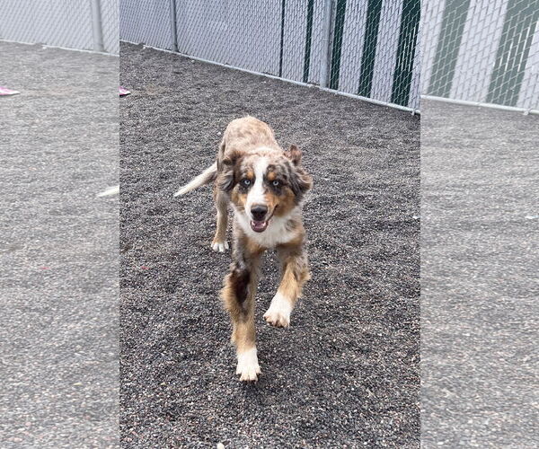 Medium Photo #4 Australian Shepherd-Unknown Mix Puppy For Sale in Webster, WI, USA
