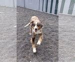 Small #3 Australian Shepherd Mix