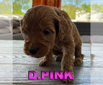 Puppy D Pink Goldendoodle
