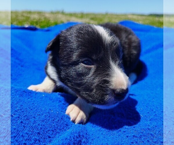 Medium Photo #74 Border Collie Puppy For Sale in NORBORNE, MO, USA