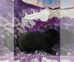 Small Photo #22 Australian Shepherd-Pembroke Welsh Corgi Mix Puppy For Sale in GALLEGOS, NM, USA