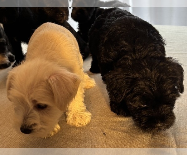 Medium Photo #11 Schnauzer (Miniature) Puppy For Sale in MURFREESBORO, TN, USA