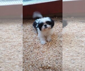 Shih Tzu Puppy for sale in MBORO, TN, USA