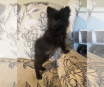 Small Pomeranian