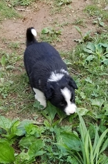 Border Collie Puppy for sale in ATHENS, TN, USA