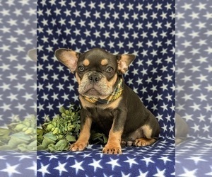 French Bulldog Puppy for sale in QUARRYVILLE, PA, USA