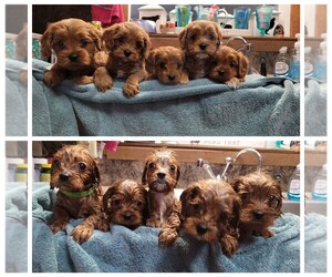 Cavalier King Charles Spaniel-Goldendoodle Mix Puppy for sale in LANETT, AL, USA