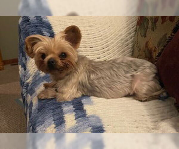 Medium Photo #7 Mutt Puppy For Sale in Allentown,, PA, USA