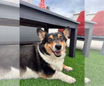 Small Pembroke Welsh Corgi