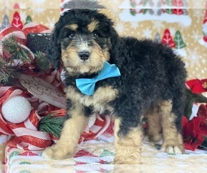 Bernedoodle Puppy for sale in LANCASTER, PA, USA