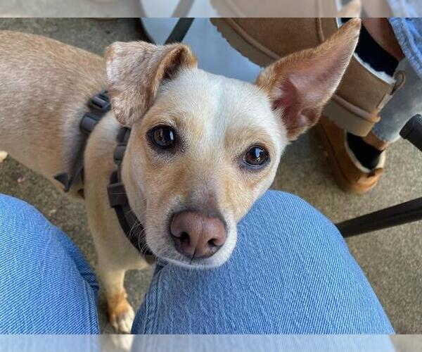 Medium Photo #2 Chihuahua-Unknown Mix Puppy For Sale in Santa Rosa, CA, USA