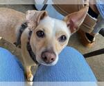 Small #1 Chihuahua Mix