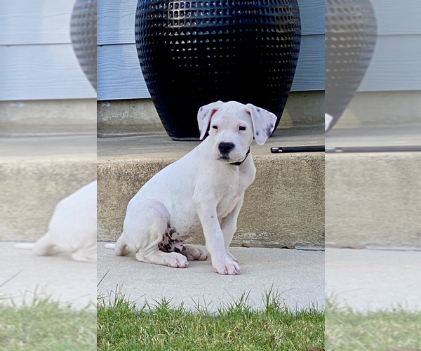 Medium Photo #27 Dogo Argentino Puppy For Sale in SAN ANTONIO, TX, USA
