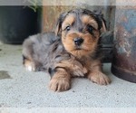 Small Photo #16 Yorkshire Terrier Puppy For Sale in MANES, MO, USA