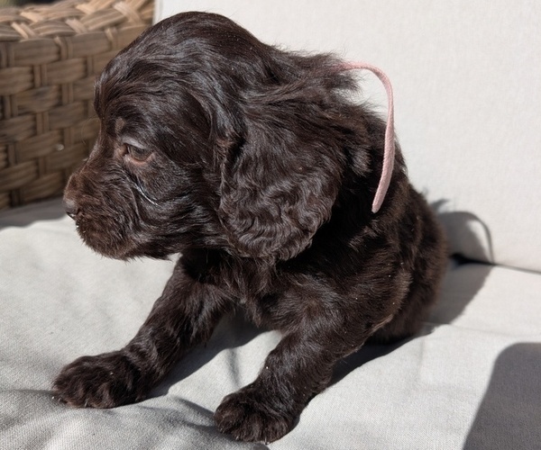 Medium Photo #2 Boykin Spaniel-Goldendoodle Mix Puppy For Sale in MORGANTON, NC, USA