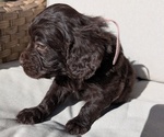 Small #1 Boykin Spaniel-Goldendoodle Mix