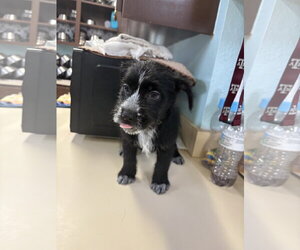 Mutt Dogs for adoption in Amarillo, TX, USA