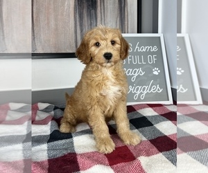 Goldendoodle (Miniature) Puppy for sale in FRANKLIN, IN, USA