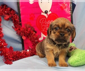 Brussels Griffon Puppy for sale in CASSVILLE, MO, USA
