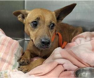 Medium Parson Russell Terrier Mix