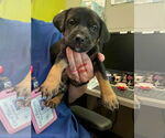 Small #3 Boxador