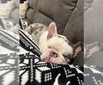 Small #1 French Bulldog