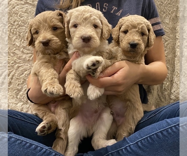 Medium Photo #1 Goldendoodle-Poodle (Standard) Mix Puppy For Sale in SACRAMENTO, CA, USA