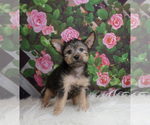 Small Photo #2 Chorkie Puppy For Sale in WARSAW, IN, USA