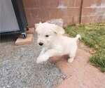 Small Photo #5 Goldendoodle Puppy For Sale in RIO RANCHO, NM, USA