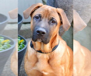 Mastiff-Unknown Mix Dogs for adoption in Enfield, CT, USA