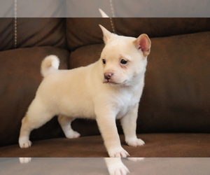 Mutt-Shiba Inu Mix Puppy for sale in SHILOH, OH, USA