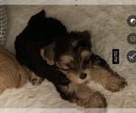 Small Photo #19 Yorkshire Terrier Puppy For Sale in LA SIERRA, CA, USA