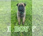 Small Photo #4 Belgian Malinois Puppy For Sale in WILLISTON, FL, USA
