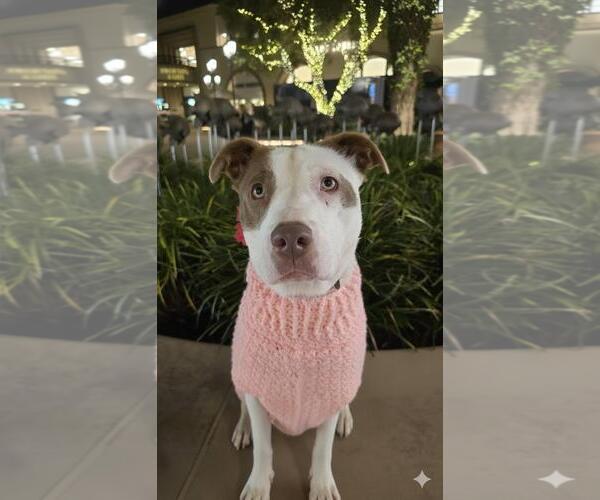 Medium Photo #2 Mutt Puppy For Sale in Newport Beach, CA, USA