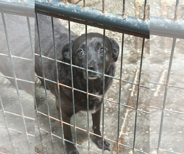 Medium Photo #1 Labrador Retriever-Unknown Mix Puppy For Sale in Jackson, MS, USA