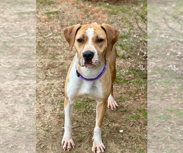 Medium Photo #11 Mutt Puppy For Sale in Spring Lake, NJ, USA